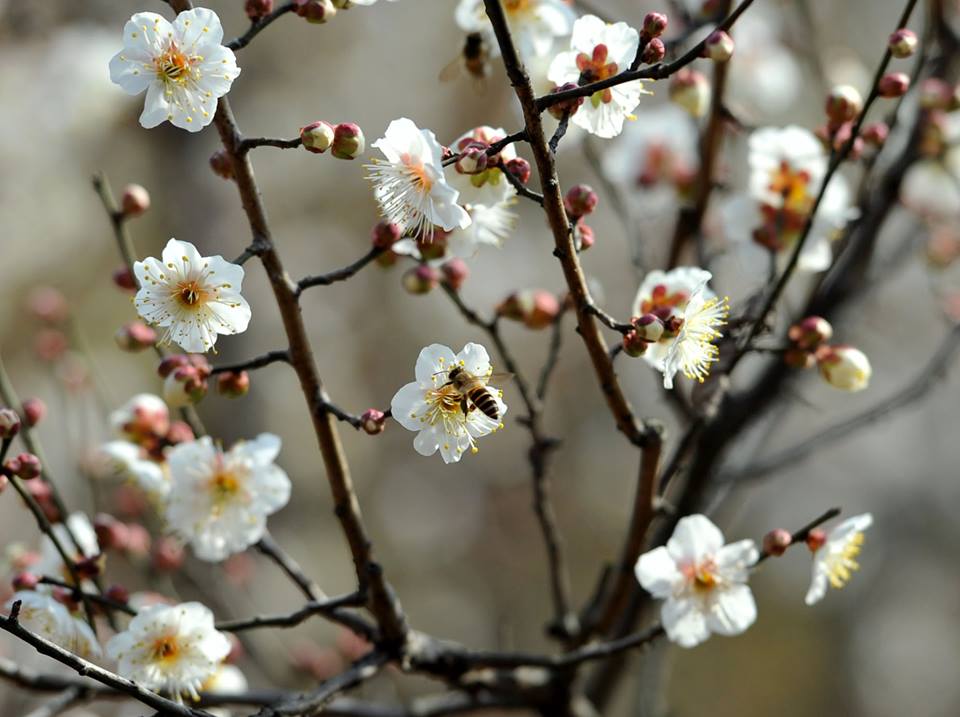spring